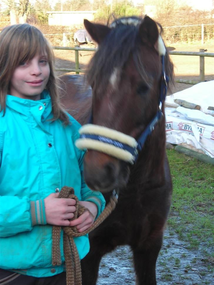 Welsh Pony af Cob-type (sec C) Jackson |SOLGT:'(| - Du må aldrig gi slip, jeg elsker dig d: billede 7