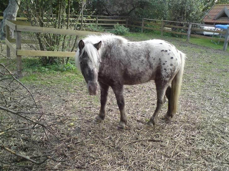 Shetlænder Tarpans Slut (R.I.P) billede 9