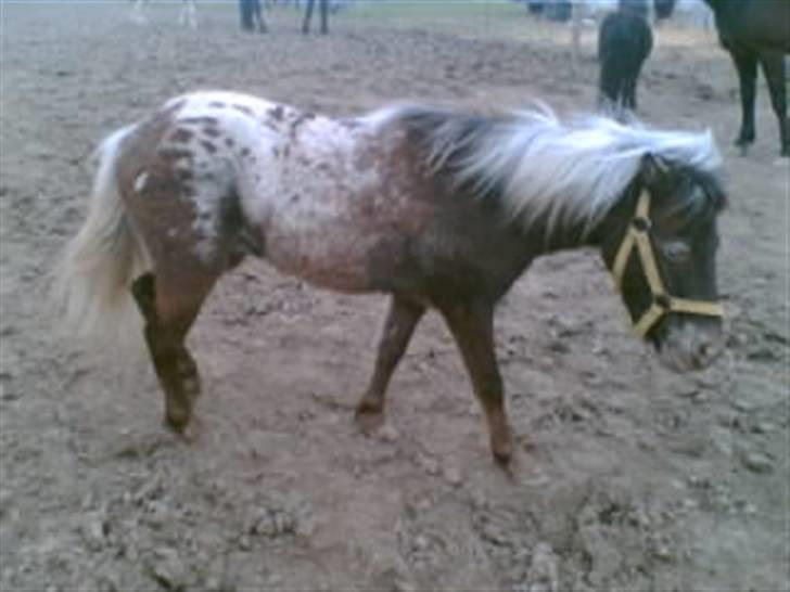 Shetlænder Tarpans Slut (R.I.P) billede 10