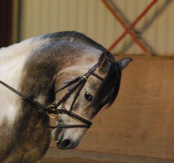 Sportsaraber (A) Cody billede 11