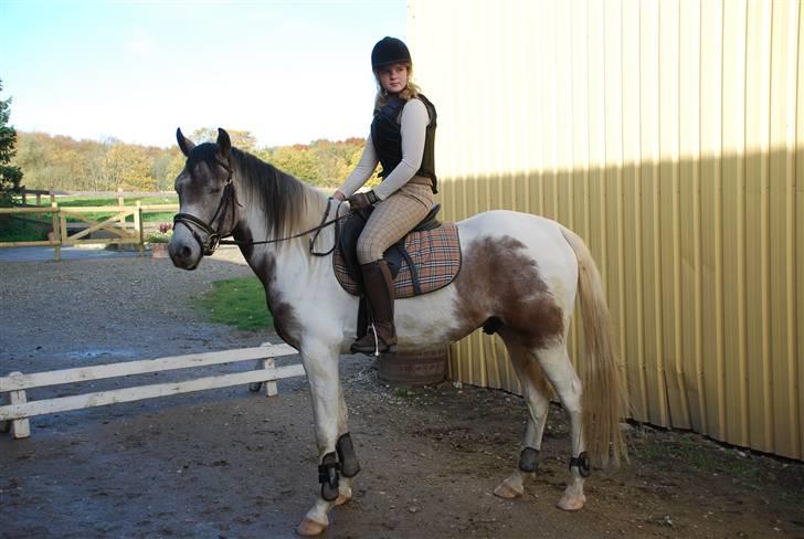 Sportsaraber (A) Cody billede 12