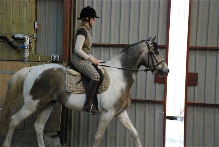 Sportsaraber (A) Cody billede 14