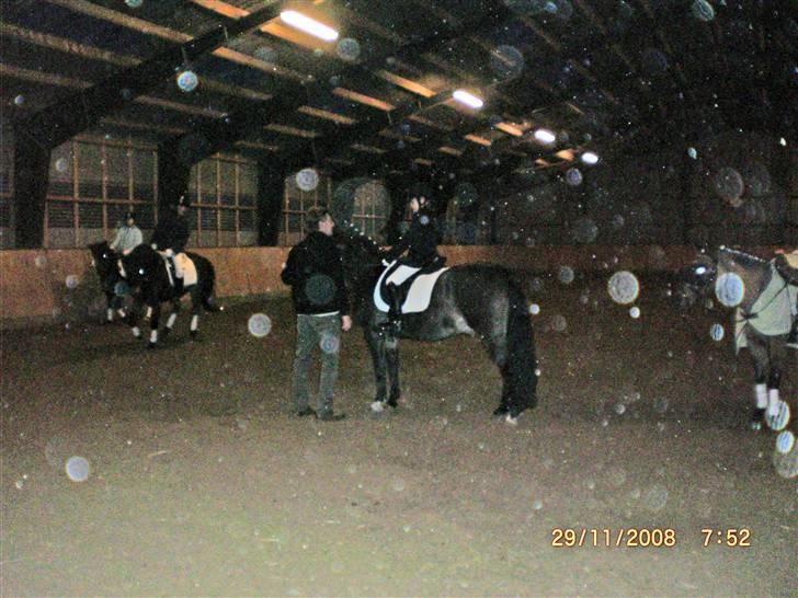 Welsh Cob (sec D) keilkær Agni - mit første stævne på Agni, havde haft ham i ca 14 dage.. billede 8