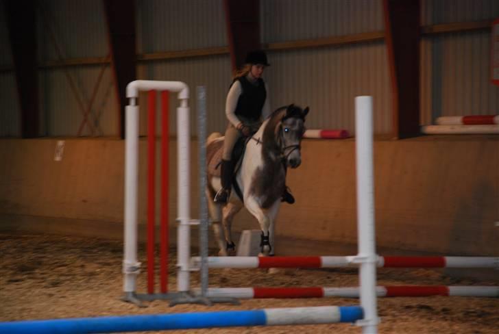 Sportsaraber (A) Cody billede 15