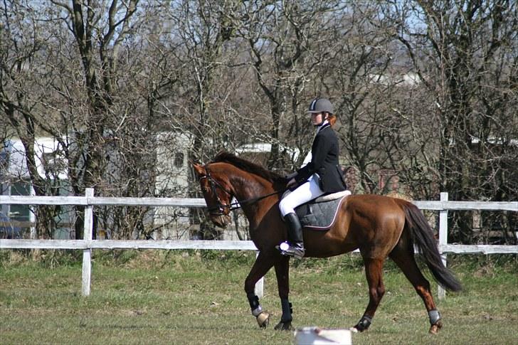 Dansk Varmblod Little Dream - <33 billede 8