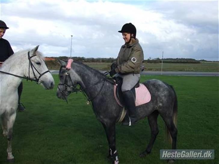 Sportsaraber (A) nefertitte |  - 2008 billede 5