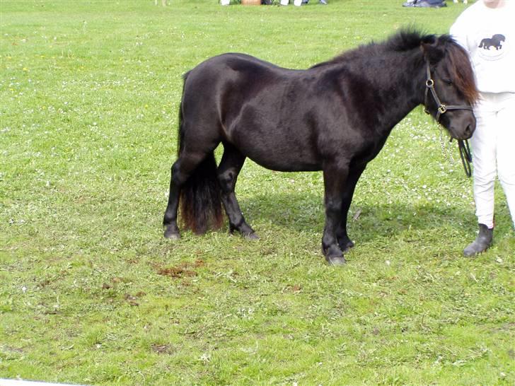 Shetlænder Søndergårds Malou - Står stille foran dommeren (; billede 12
