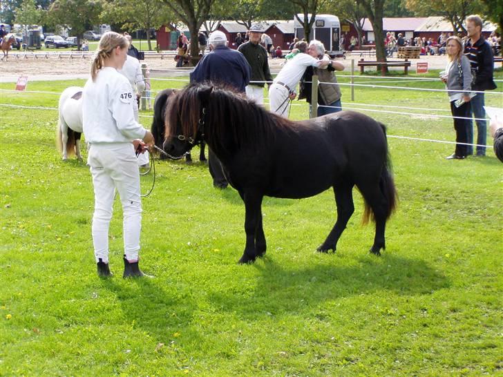 Shetlænder Søndergårds Malou - venter på at komme ind billede 13