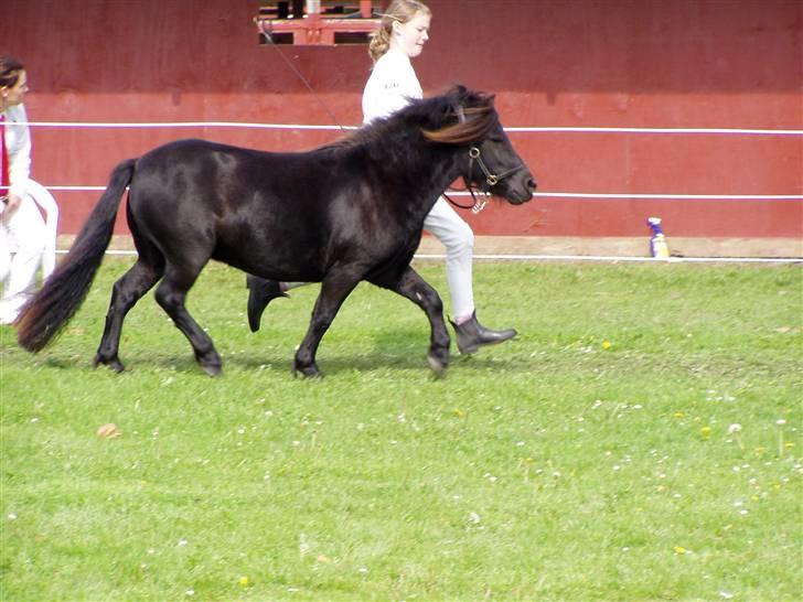Shetlænder Søndergårds Malou - Trav  billede 14