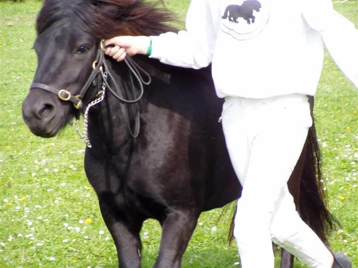 Shetlænder Søndergårds Malou - LØB!! :b billede 15