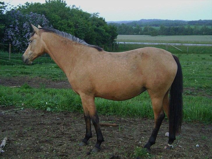 Palomino Miss Alba - Maj 2010 billede 3