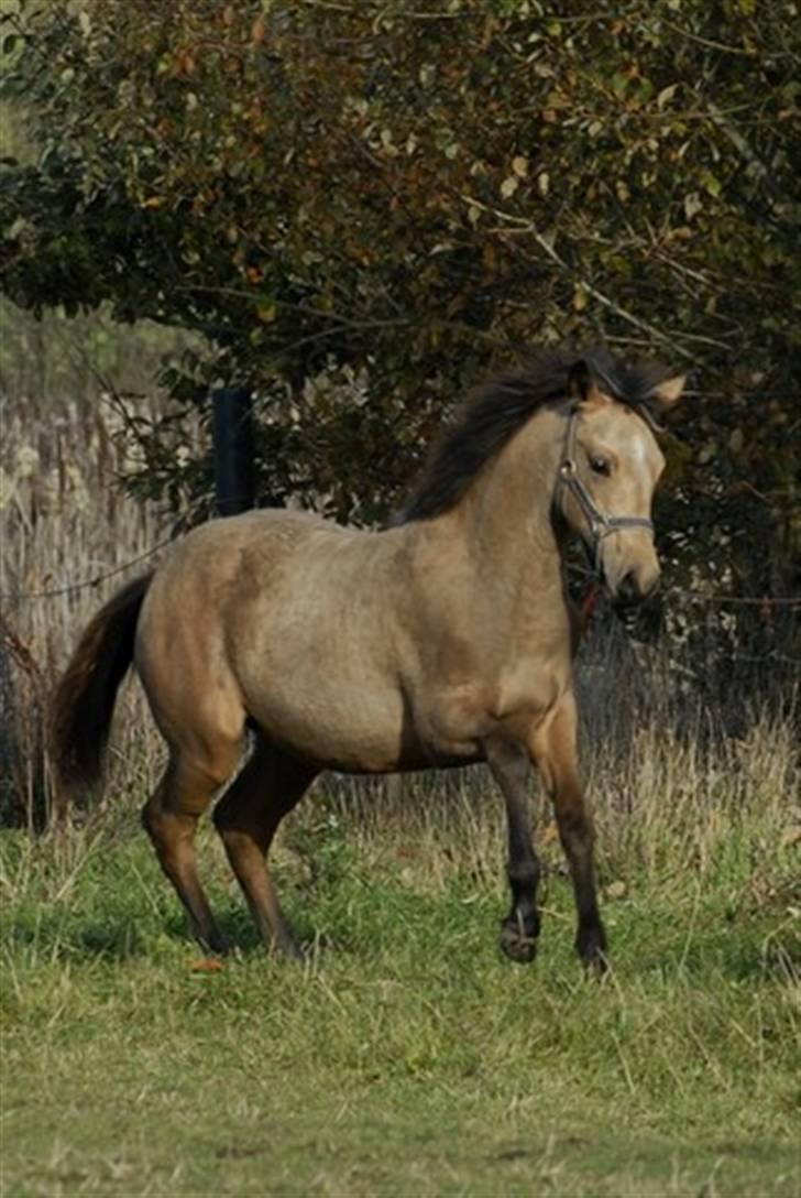 Palomino Miss Alba billede 4
