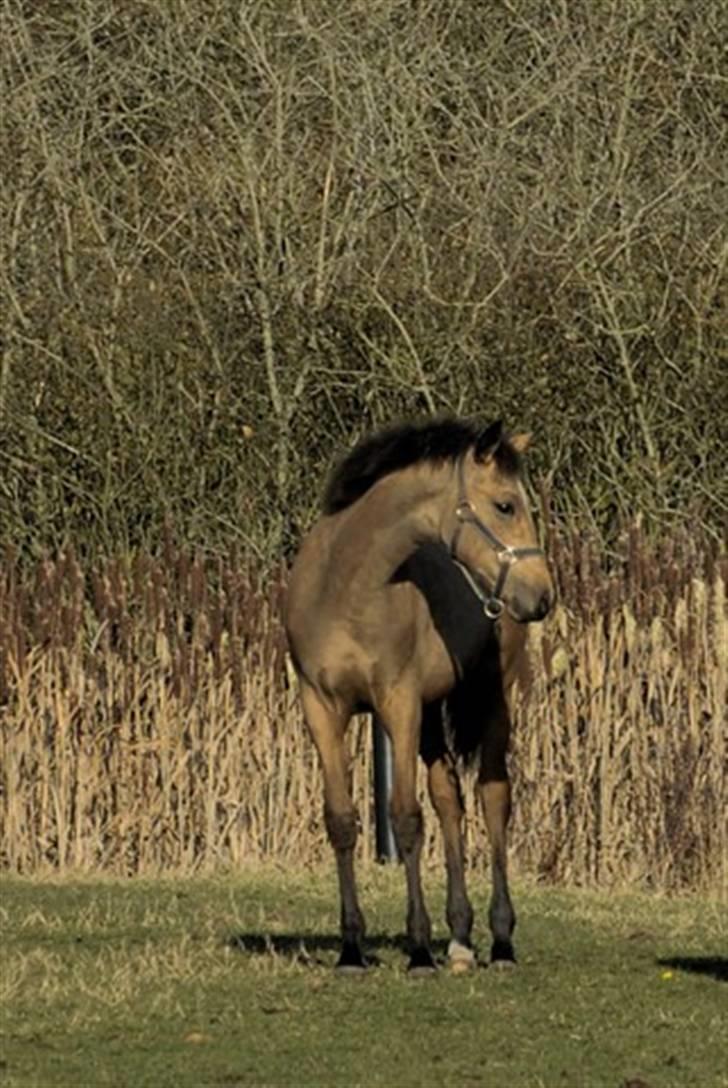 Palomino Miss Alba - Efteråret 2008 billede 5