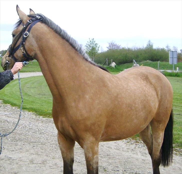 Palomino Miss Alba - Maj 2010 billede 6