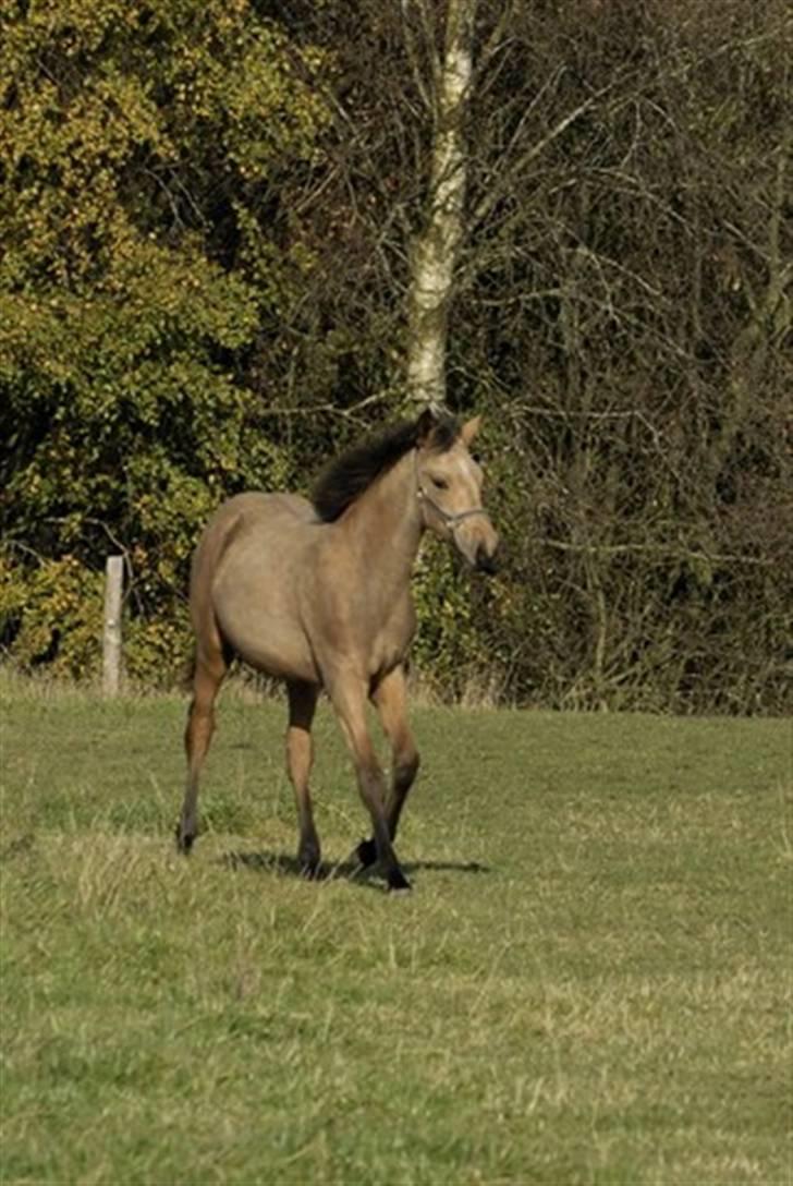 Palomino Miss Alba - Efteråret 2008 billede 7