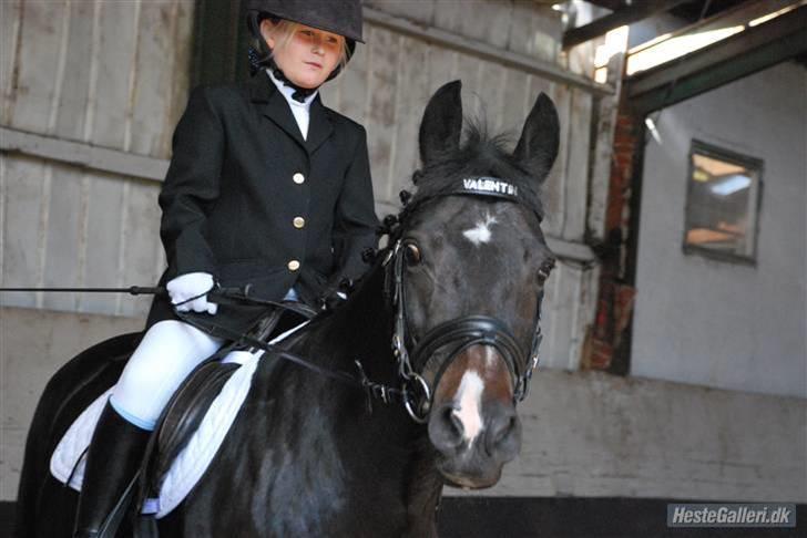 New Forest Nyskovens Valentin - Velkommen til valles profil:) her er vi til stævne med mig i første le billede 1