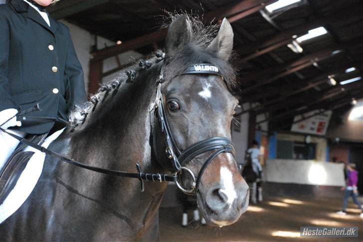 New Forest Nyskovens Valentin - til stævne igen med første le:) billede 2