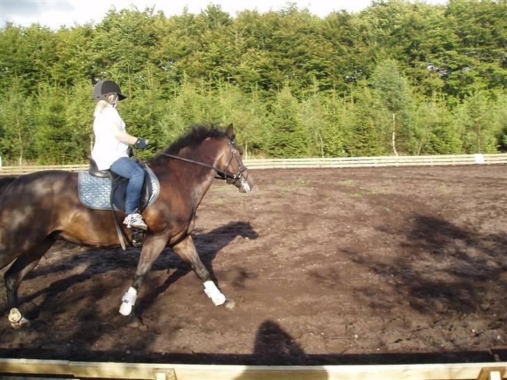 New Forest Nyskovens Valentin - ridning i cowboybukser og adidas:P billede 3