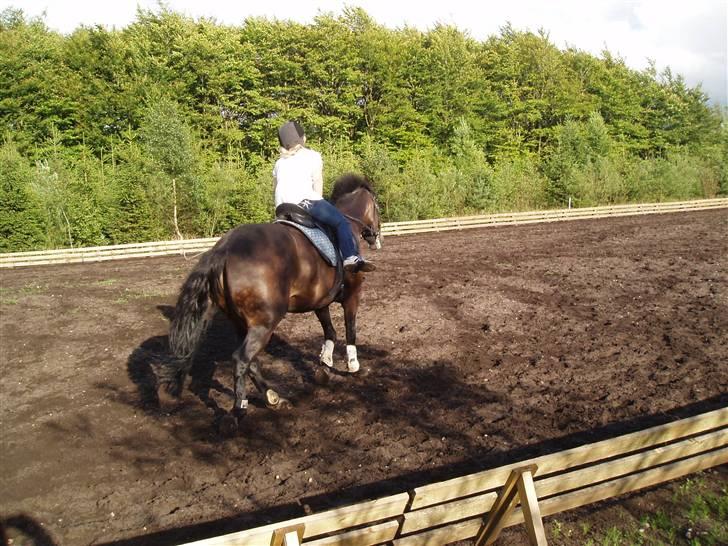 New Forest Nyskovens Valentin - igen:P billede 4