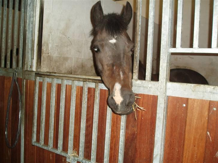 New Forest Nyskovens Valentin - nuttede valle<3 billede 5