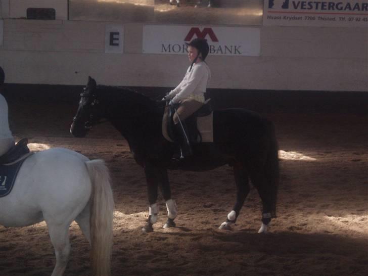 New Forest Nyskovens Valentin - ridelejr:) komandoridning billede 6