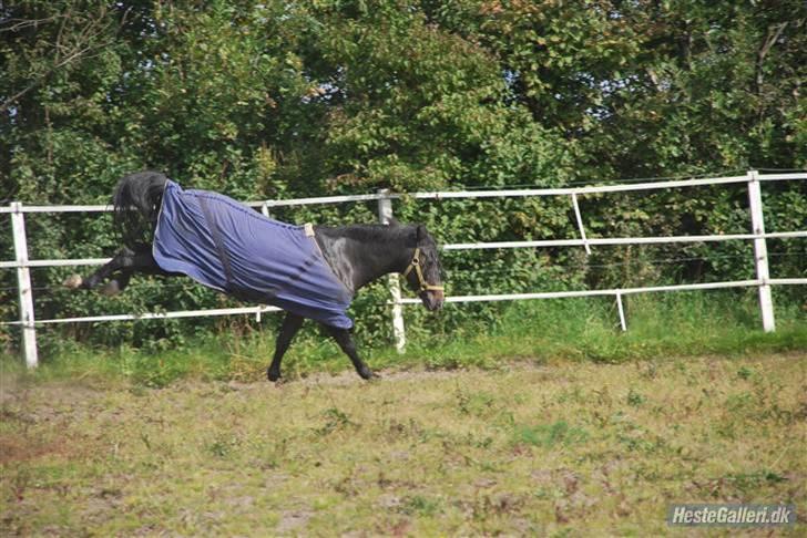 New Forest Nyskovens Valentin - bukke billede:P billede 8