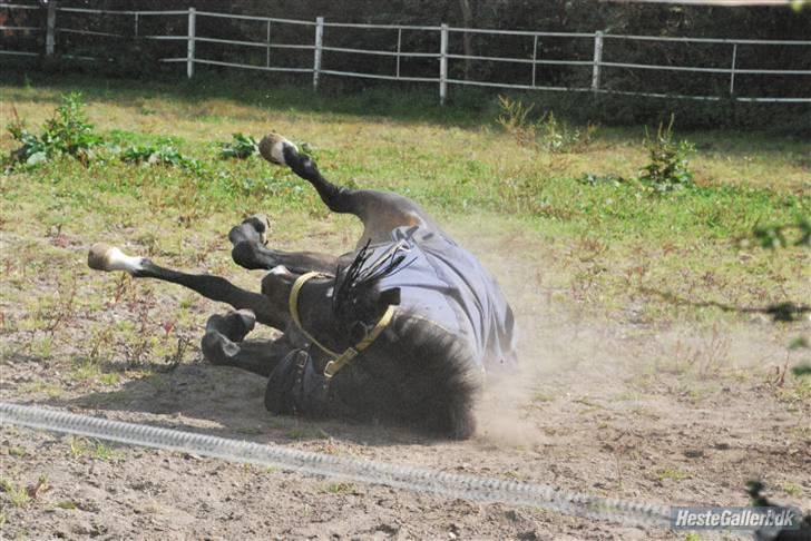 New Forest Nyskovens Valentin - min lille valle kan rulle:) billede 9