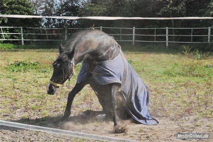 New Forest Nyskovens Valentin - hvad er det for en opsidsidning billede 10