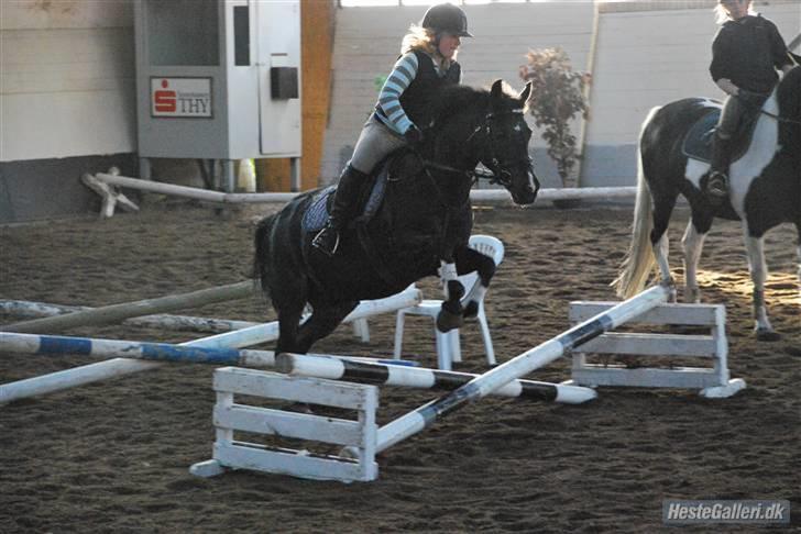 New Forest Nyskovens Valentin - springer lille kryds med storesøster billede 11