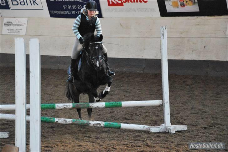 New Forest Nyskovens Valentin - springer lodret med min storesøster billede 12