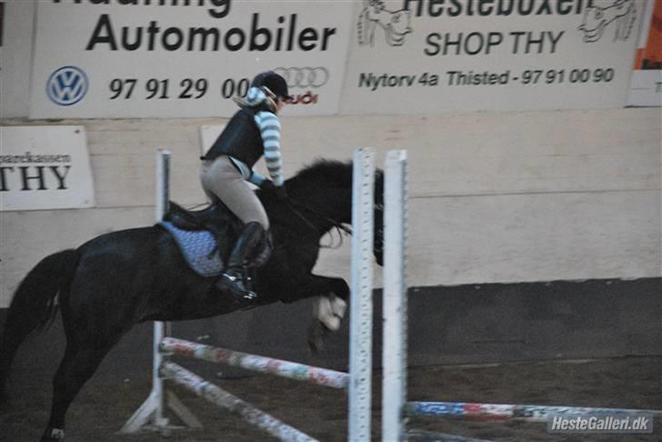 New Forest Nyskovens Valentin - springer lodret med min storesøster:) han elsker bare at springe billede 13