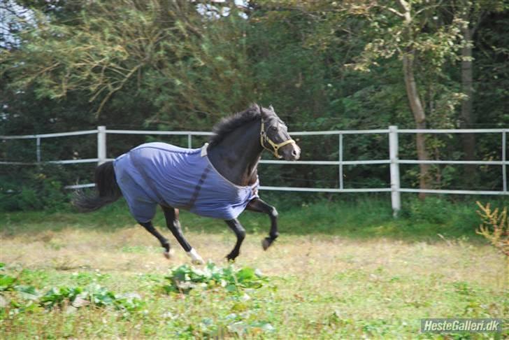 New Forest Nyskovens Valentin - hej hej igen:) se jeg kan flyve:P billede 14