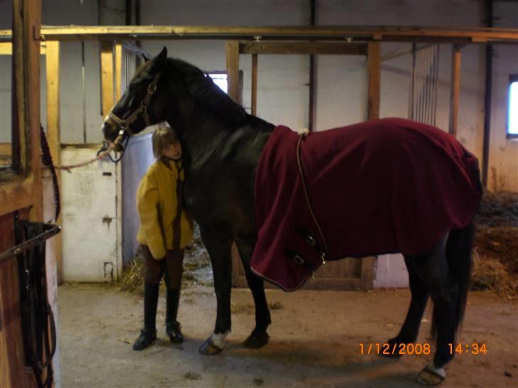 Welsh Cob (sec D) keilkær Agni billede 9