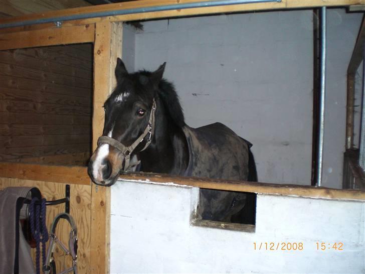 Welsh Cob (sec D) keilkær Agni billede 10