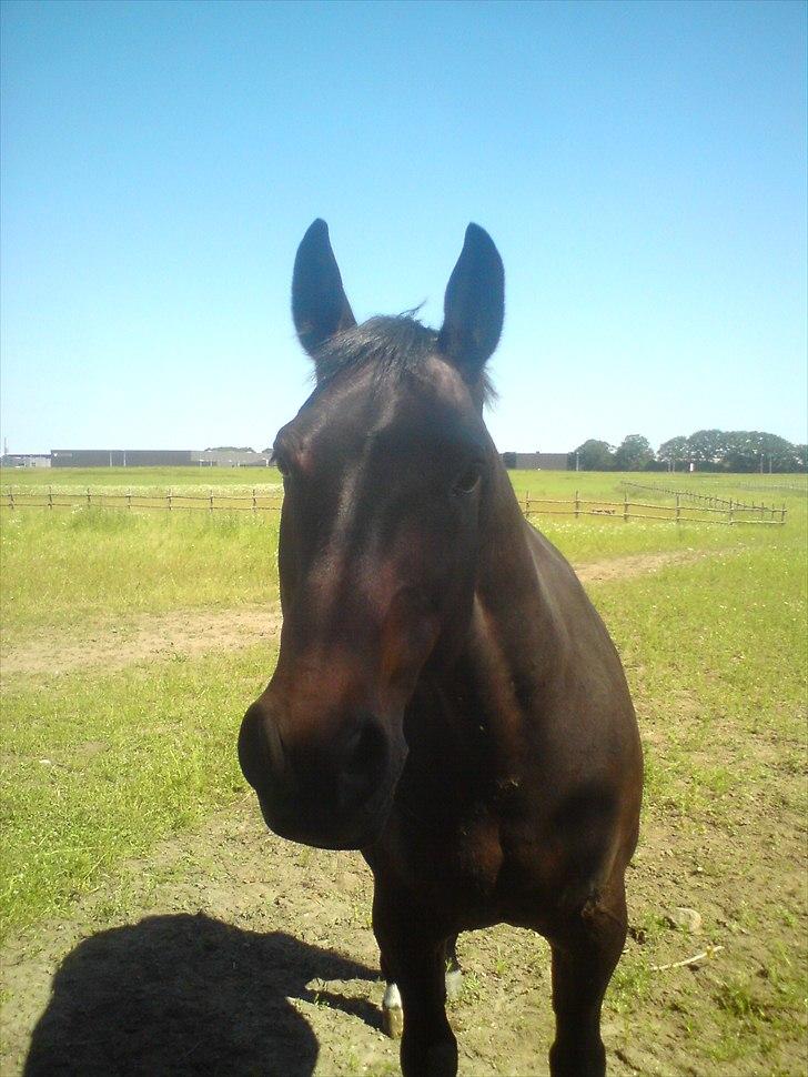 Anden særlig race Laurits (Kegle)   - På sommergræs, sommeren 2010 ! billede 12