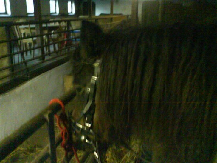 Anden særlig race Laban billede 9