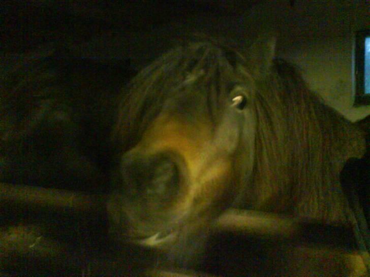 Anden særlig race Laban billede 10