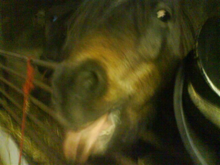 Anden særlig race Laban billede 11