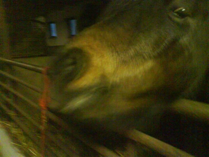 Anden særlig race Laban billede 12