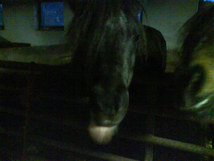 Anden særlig race Prins billede 8