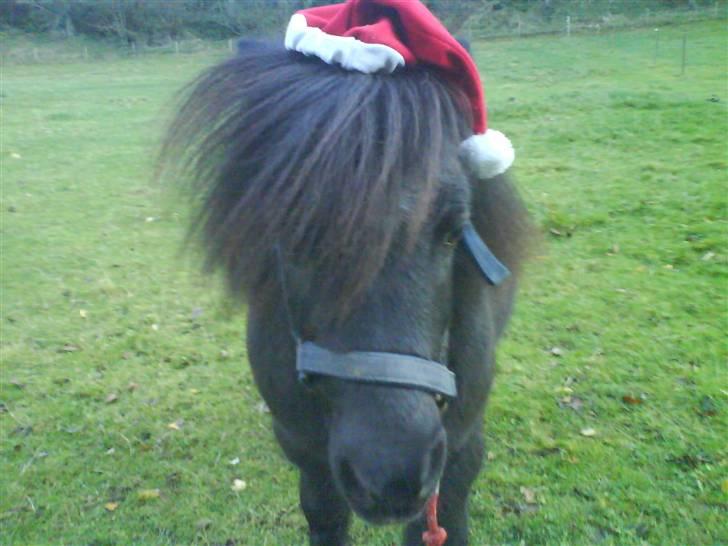 Anden særlig race Prins billede 9