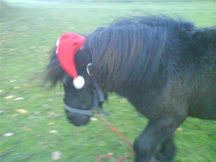 Anden særlig race Prins billede 10