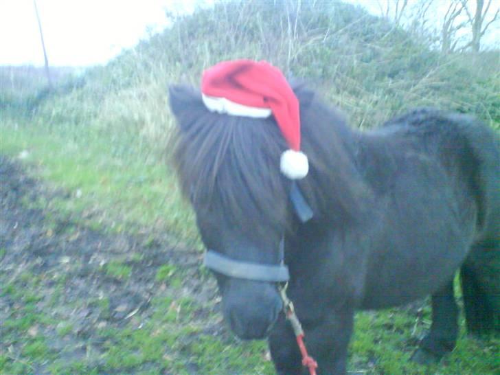 Anden særlig race Prins billede 11