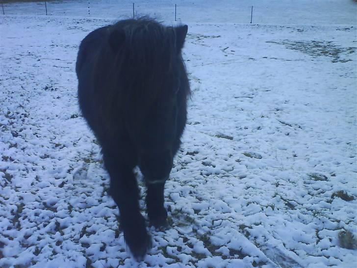 Anden særlig race Prins billede 12