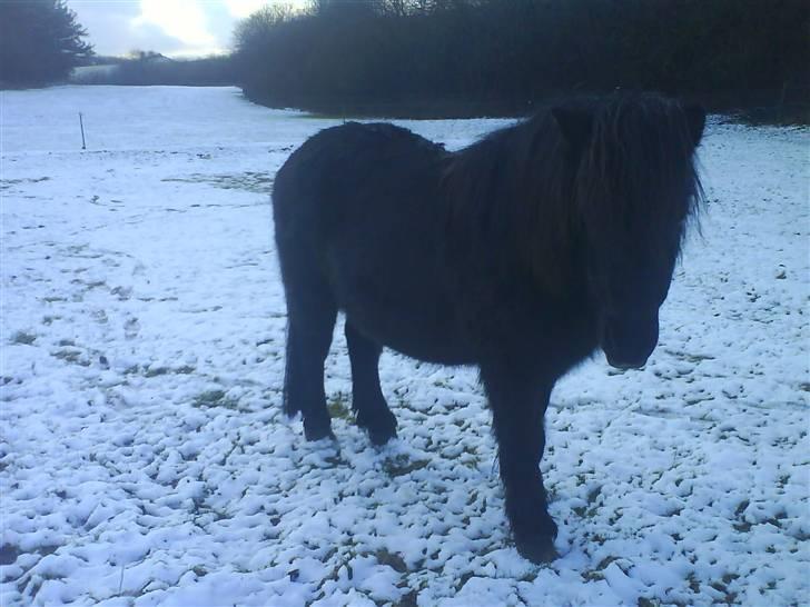 Anden særlig race Prins billede 13