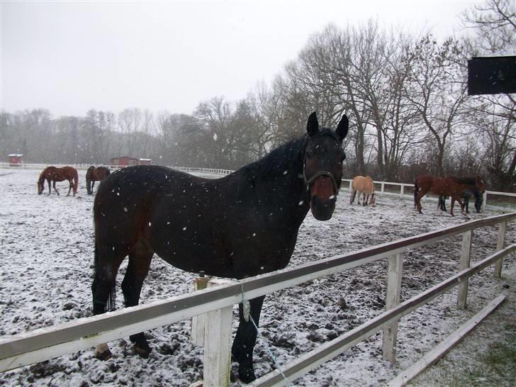 Anden særlig race Laurits (Kegle)   - Sne ! Vinteren 2009/2010 billede 13
