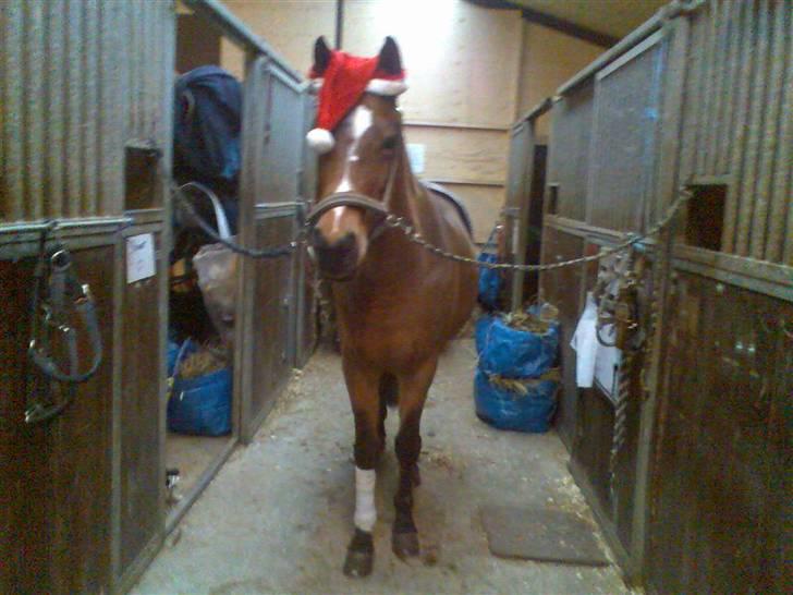 Anden særlig race Panick ( Solgt ) - R.I.P <3 - ». Fordi du betyder alt for mig :´(<3 billede 17