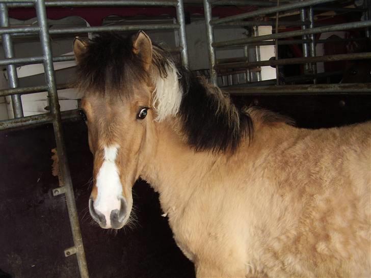 Anden særlig race Charming billede 9