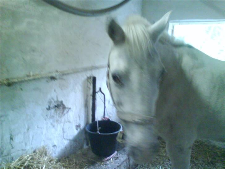 Anden særlig race Feline - Feline i stalden<3 billede 1