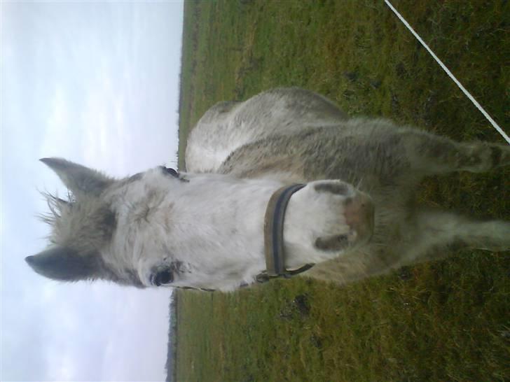 Anden særlig race Feline - Feline på marken<3 billede 2